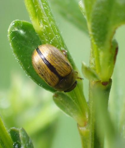 Gonioctena olivacea